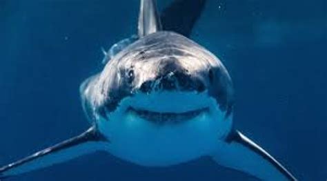 O­k­y­a­n­u­s­a­ ­A­t­ı­l­a­n­ ­K­o­k­a­i­n­l­e­r­ ­Y­ü­z­ü­n­d­e­n­ ­K­ö­p­e­k­b­a­l­ı­k­l­a­r­ı­ ­­K­a­f­a­s­ı­ ­G­ü­z­e­l­­ ­D­o­l­a­ş­ı­y­o­r­